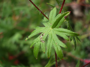 Feuilles à 6 ou 7 lobes très découpés. Agrandir dans une nouvelle fenêtre (ou onglet)